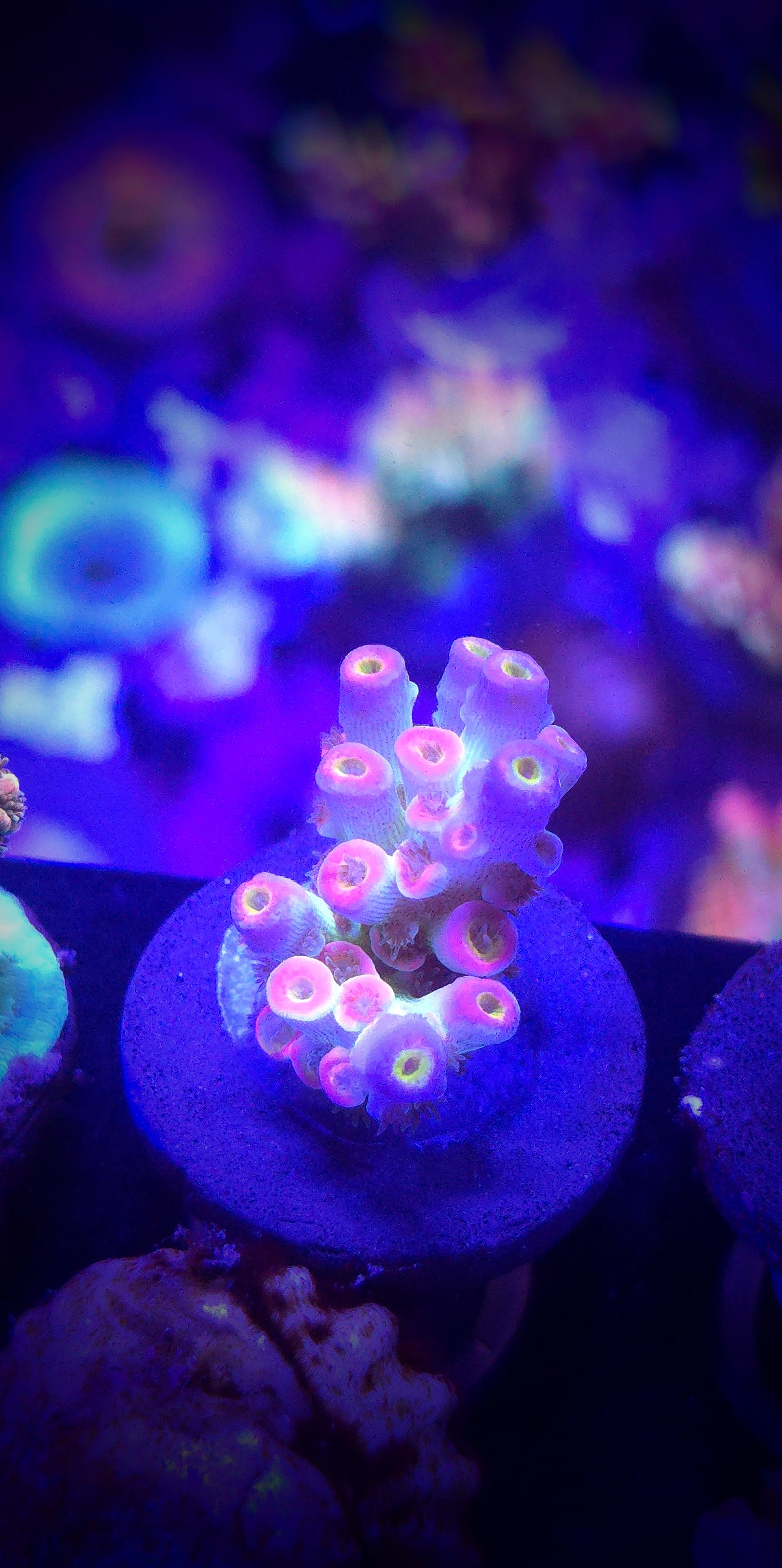 MC Prom Queen Acropora