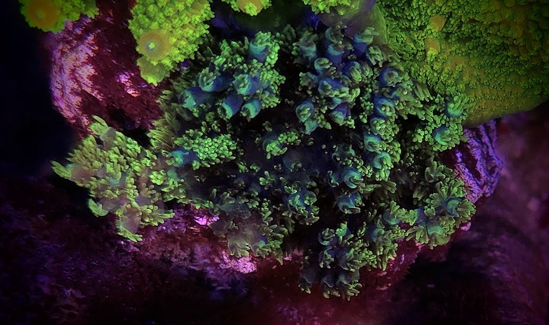 Equilibrium Acropora