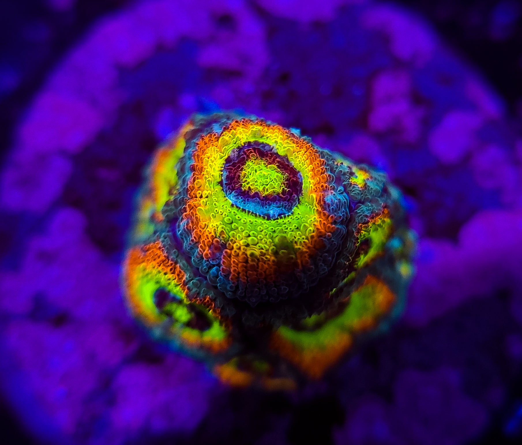 Holy Grail Micromussa
