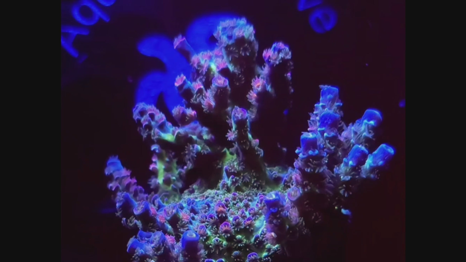 JF Jolt Acropora
