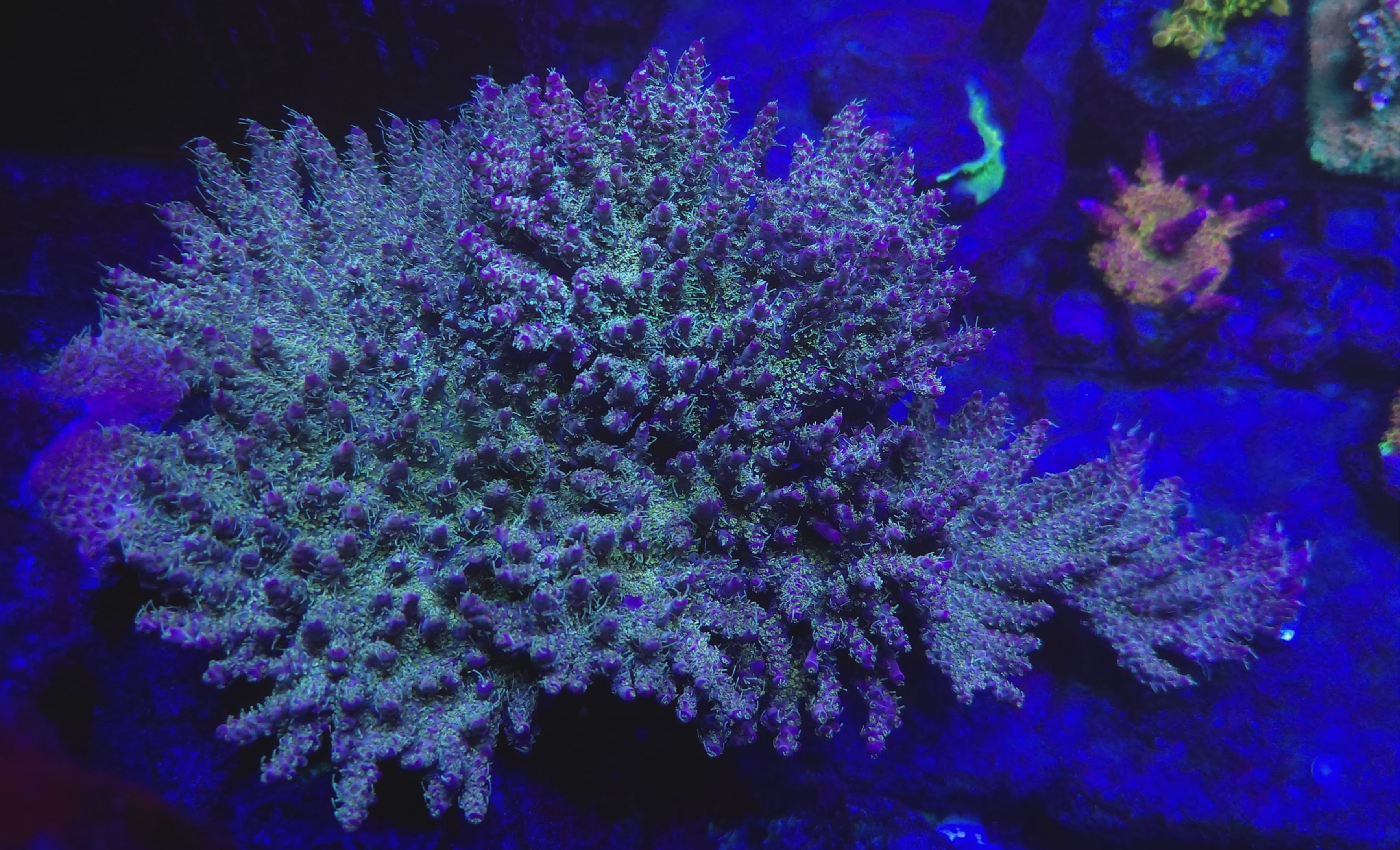 RR Applejack Acropora