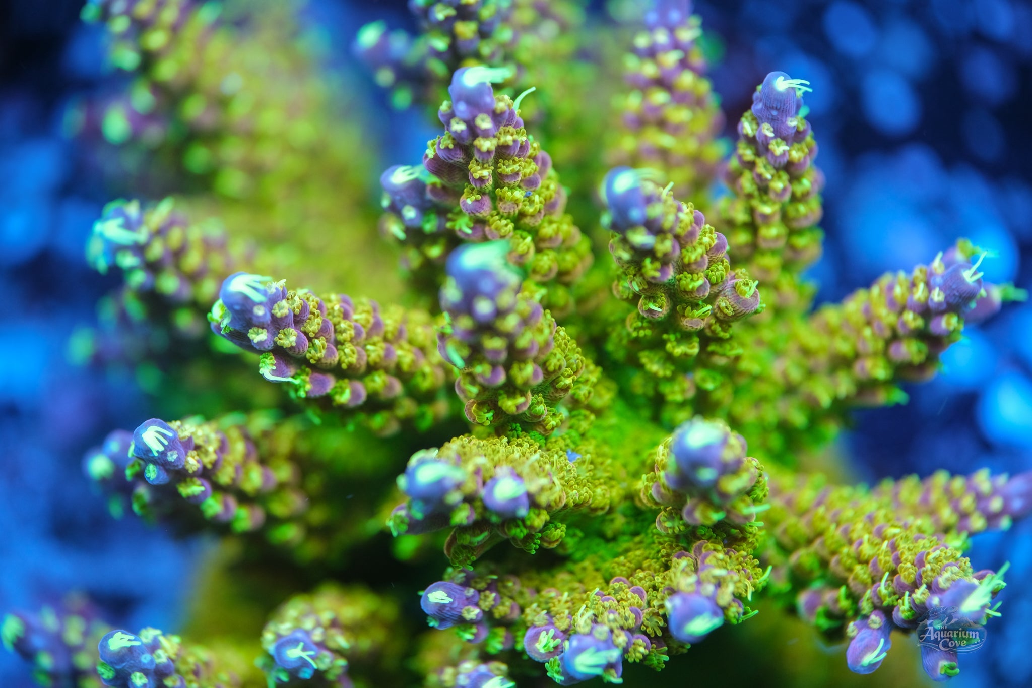 Acropora