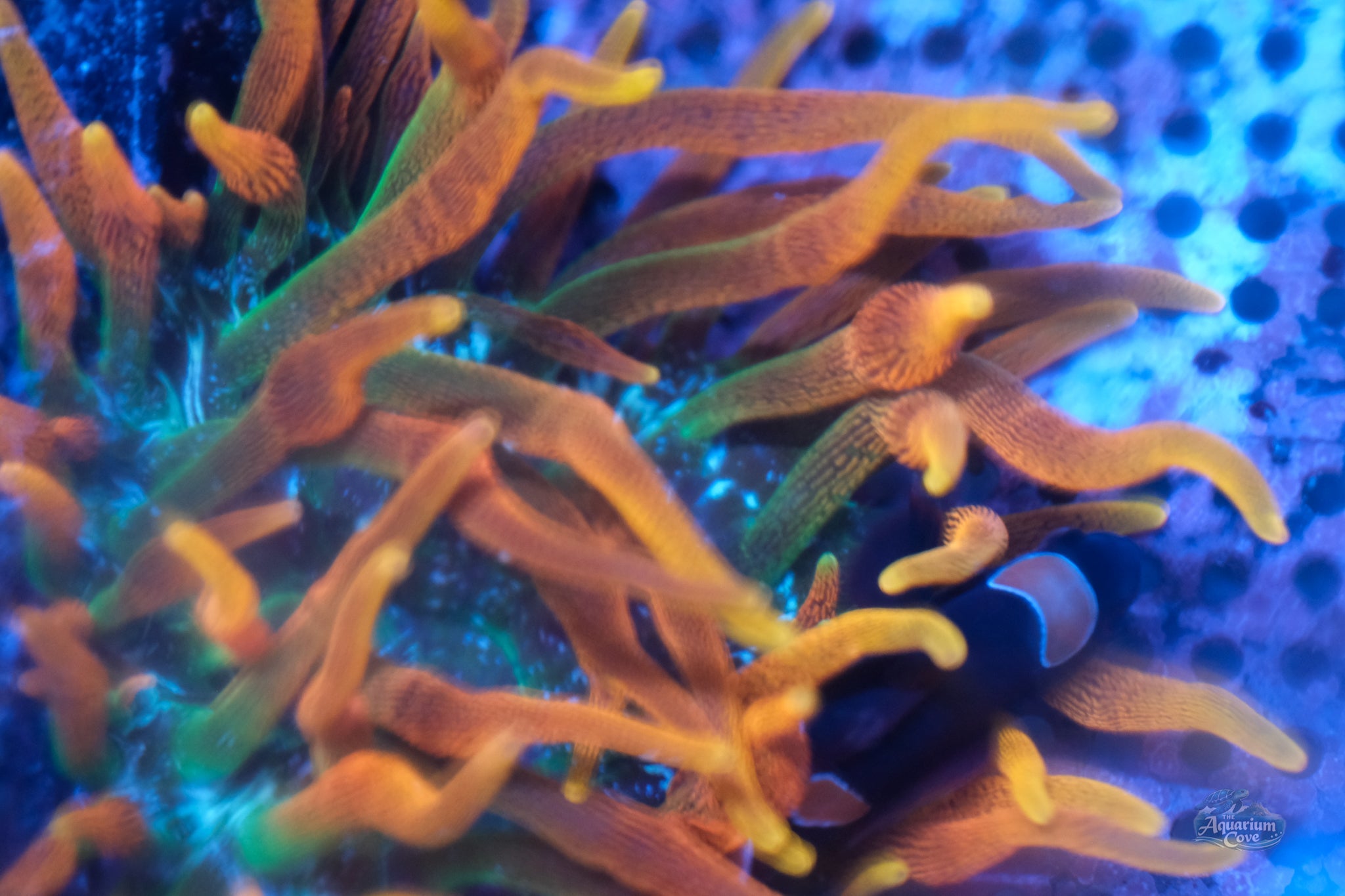 Anemone