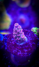 MC Prom Queen Acropora
