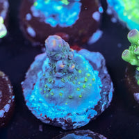 LRO Jamba Juice Acropora