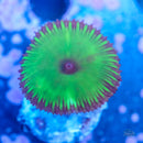 Palythoa Grandis