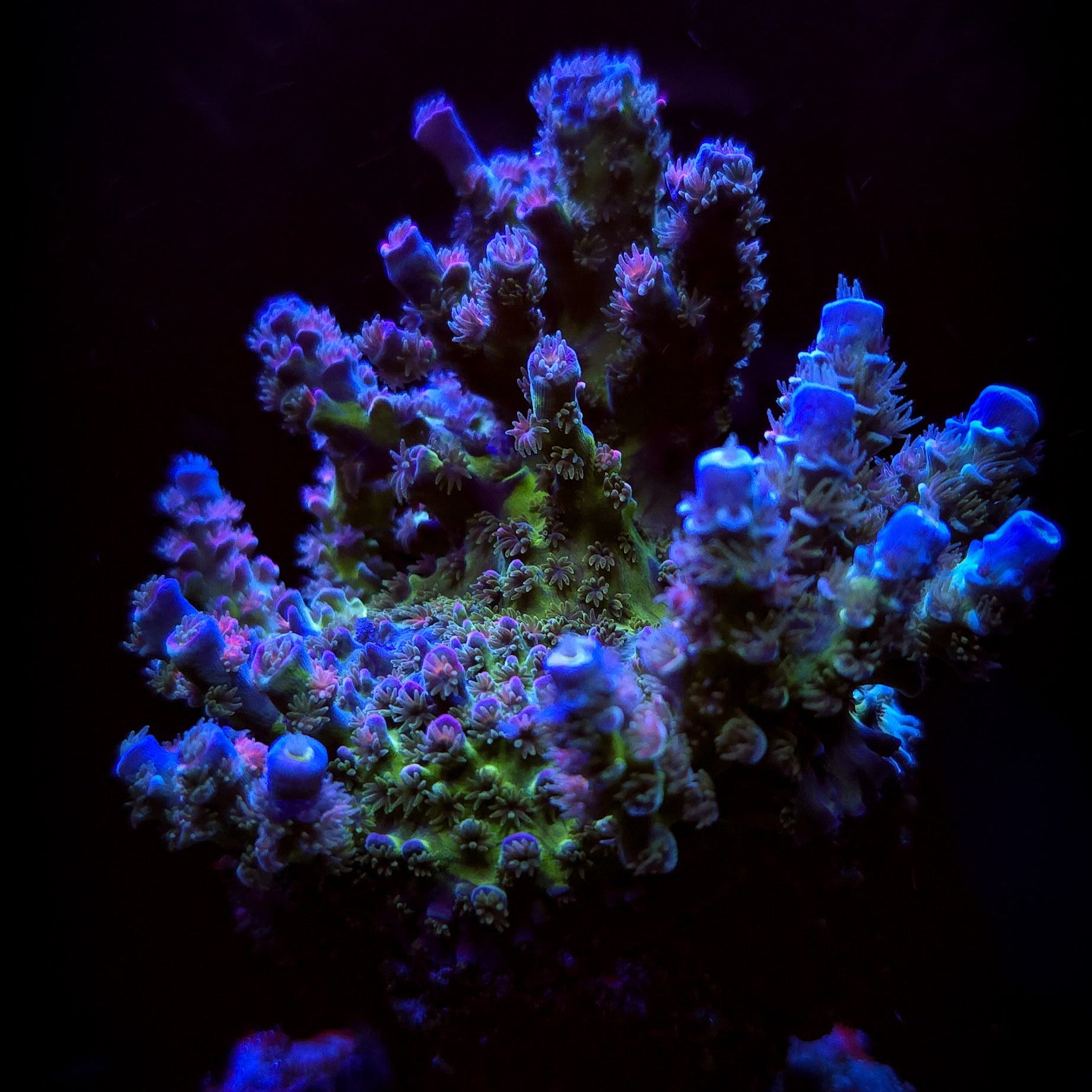JF Jolt Acropora