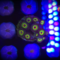Bob Marley Zoanthid