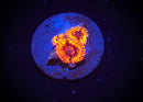 El Corazon Zoanthid