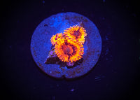 El Corazon Zoanthid