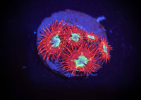 Frosted Phoenix Zoanthid