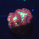 TSA Merlot Merletti Blastomussa Coral