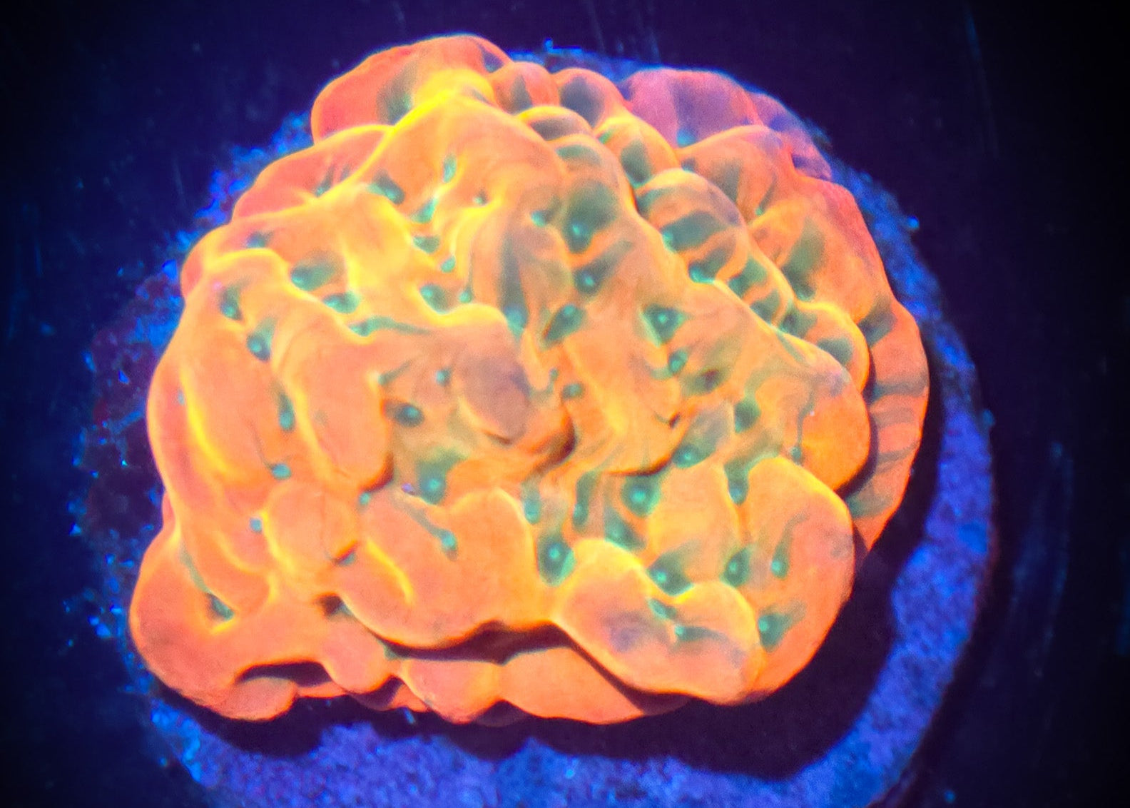 JF Vino Montipora