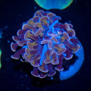 Purple Hammer