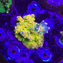 Walt Disney Acropora