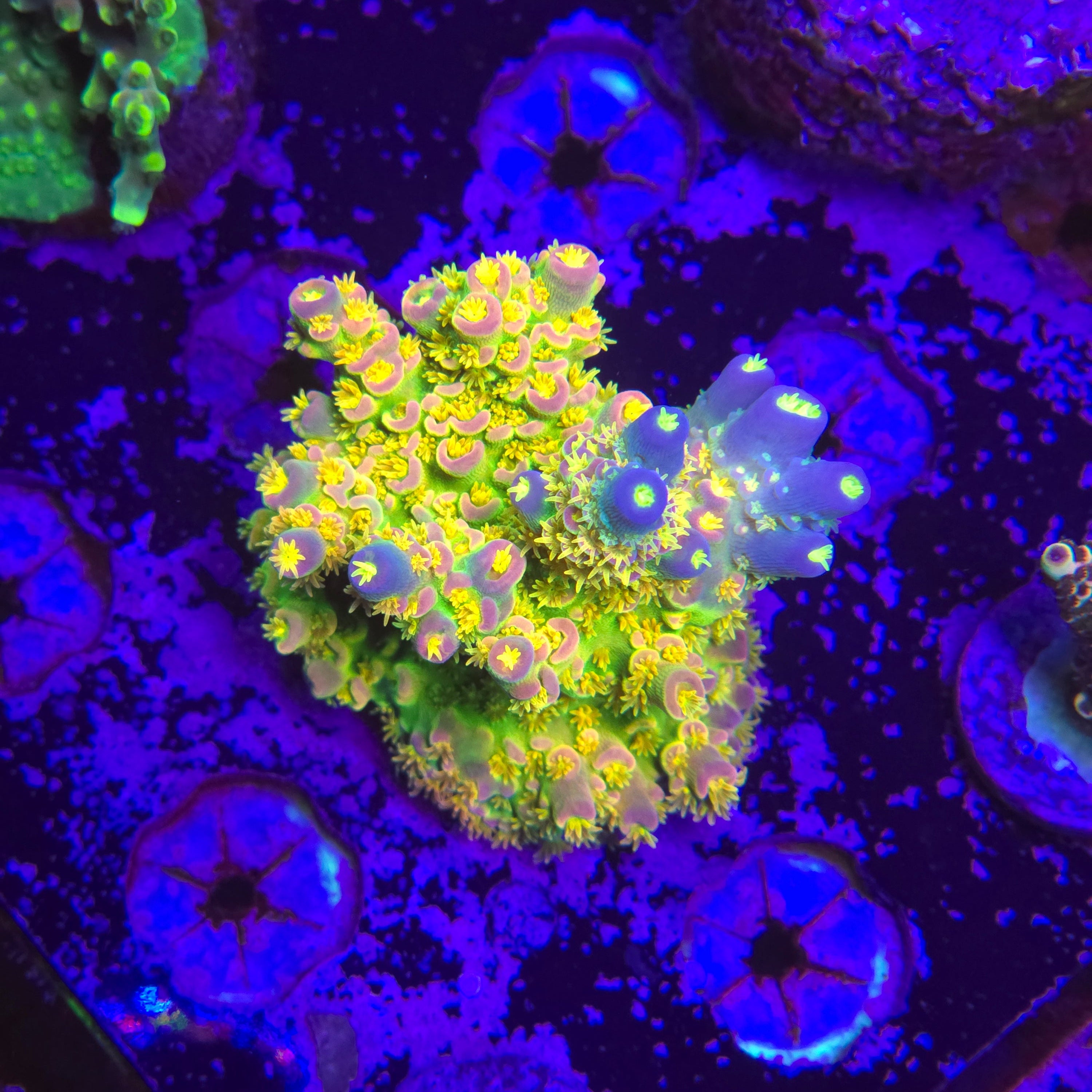 Walt Disney Acropora