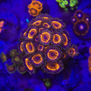 Armor of God Zoanthid