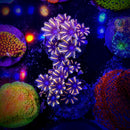 Sunflower Clove Polyps