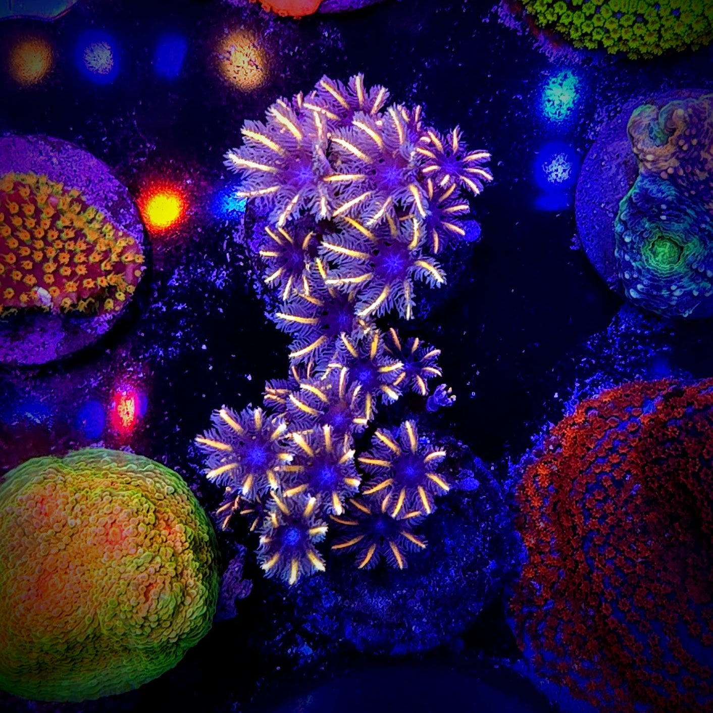 Sunflower Clove Polyps