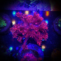 ORA Red Gonipora