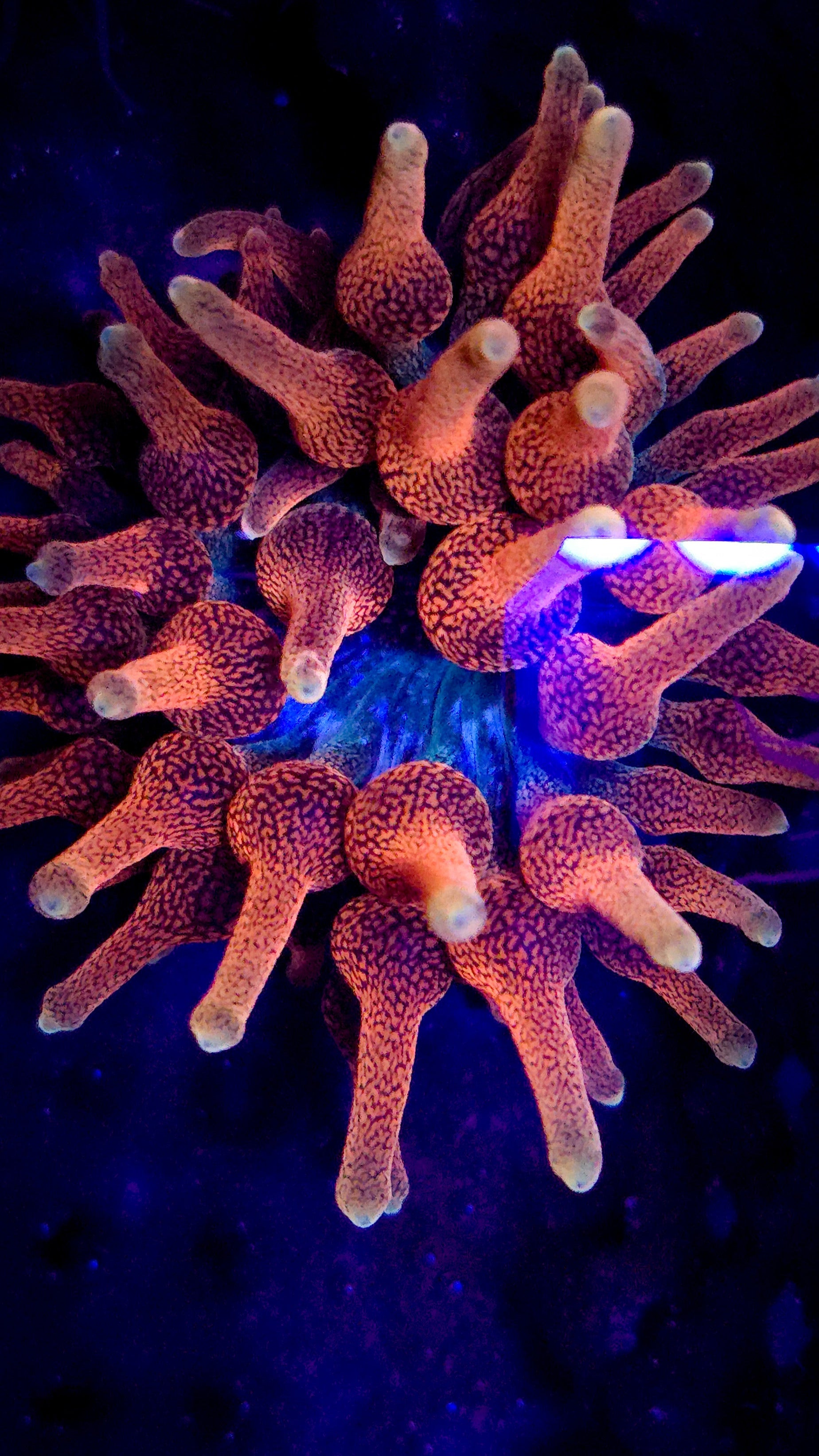 Colorado Sunburst Anemone