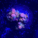 ACI Dreamweaver Acropora