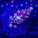 Pink Cadillac Acropora