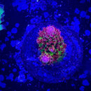 TSA Princess Peach Acropora