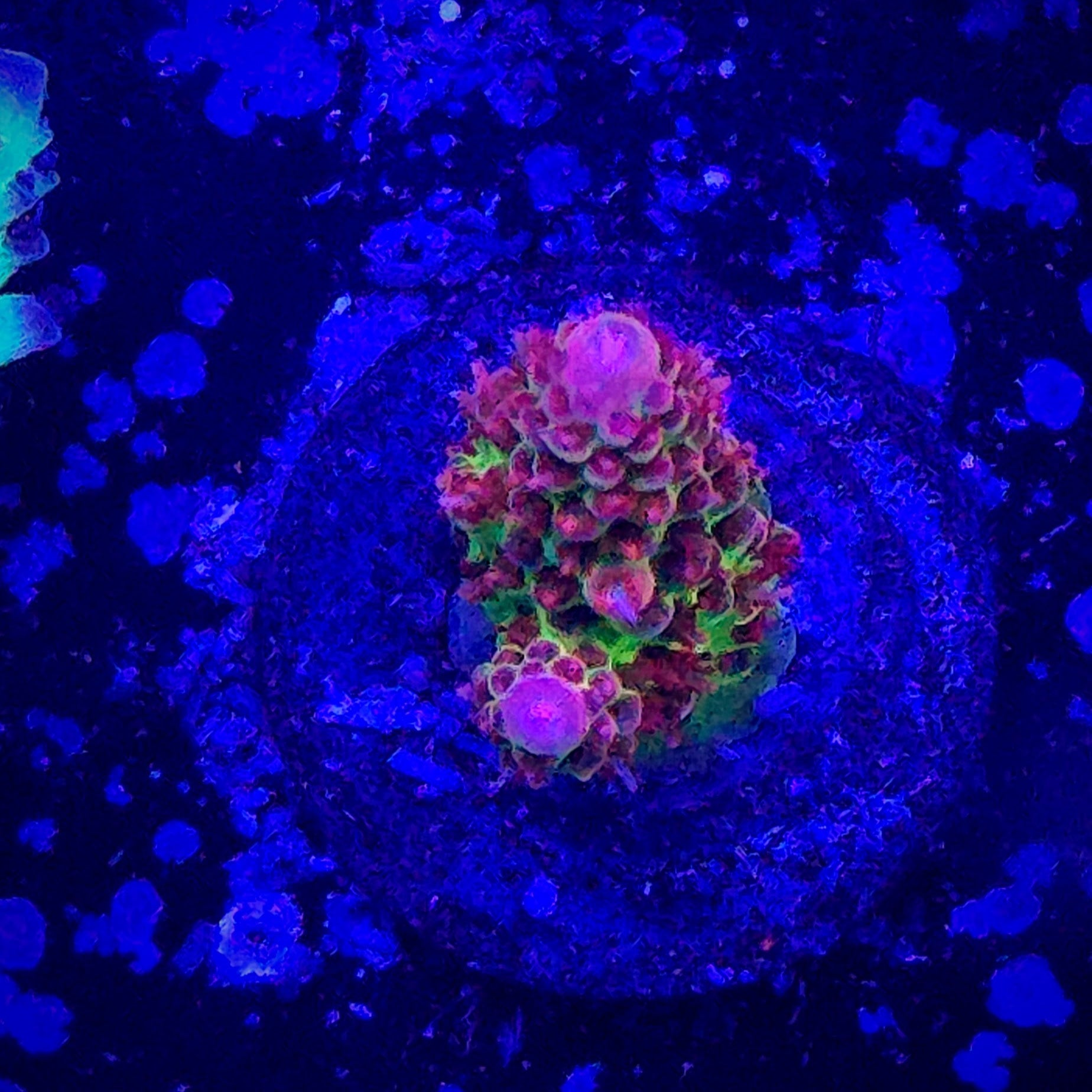 TSA Princess Peach Acropora