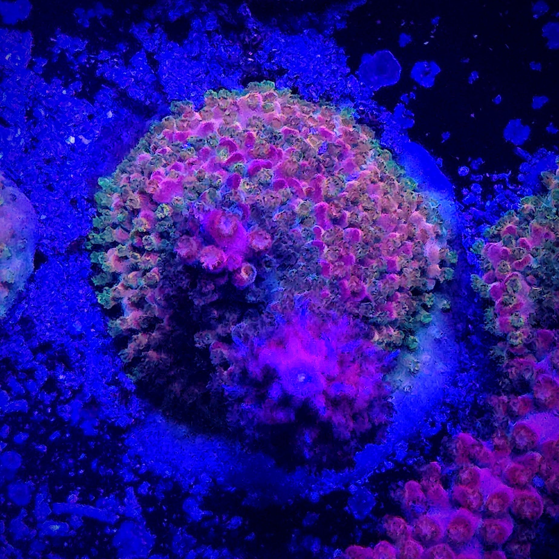 TSA Red Robin Acropora