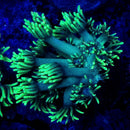 Neon Green Gonipora