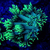 Neon Green Gonipora
