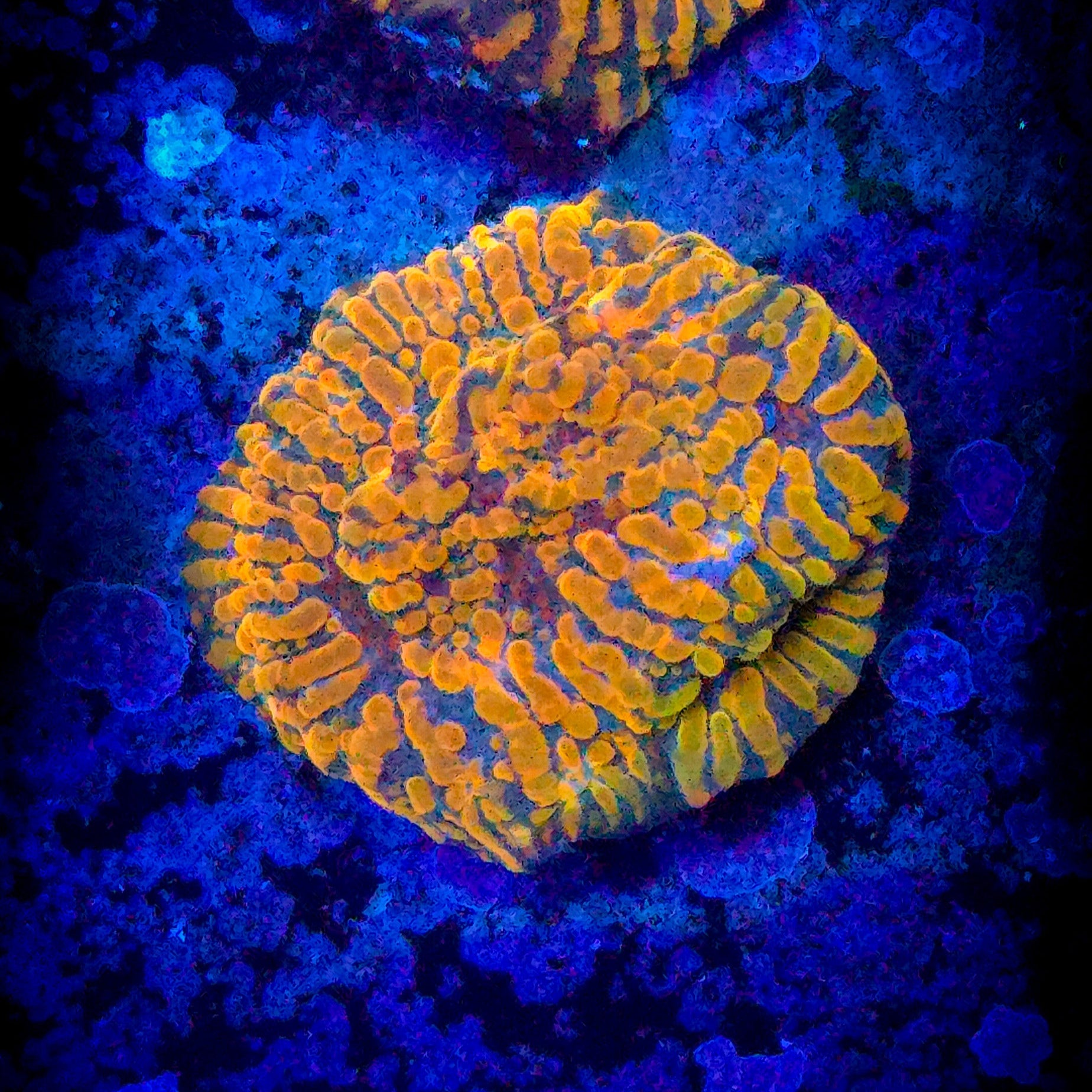 Cloudberry Chalice