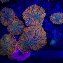 Rhodactis Mushroom