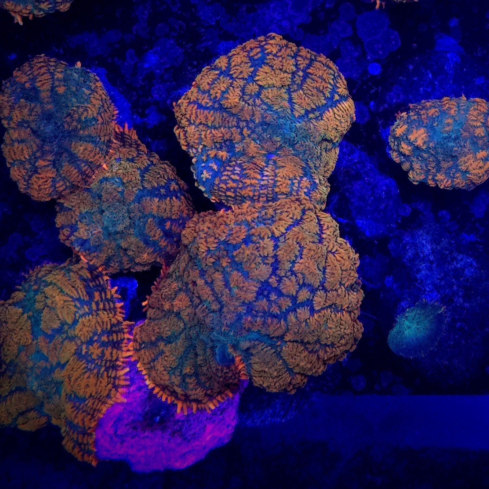Rhodactis Mushroom