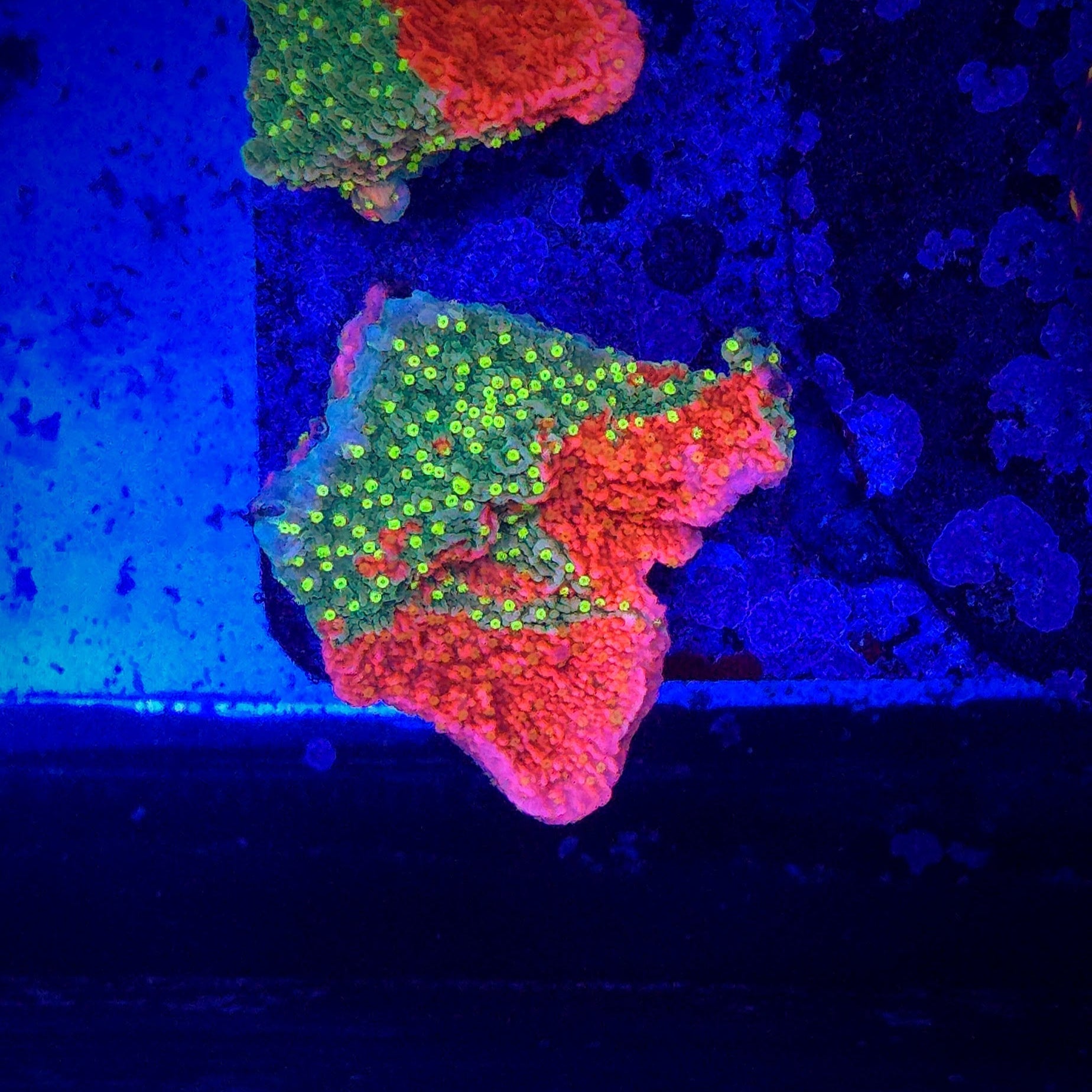 WWC Grafted Sunfire Montipora