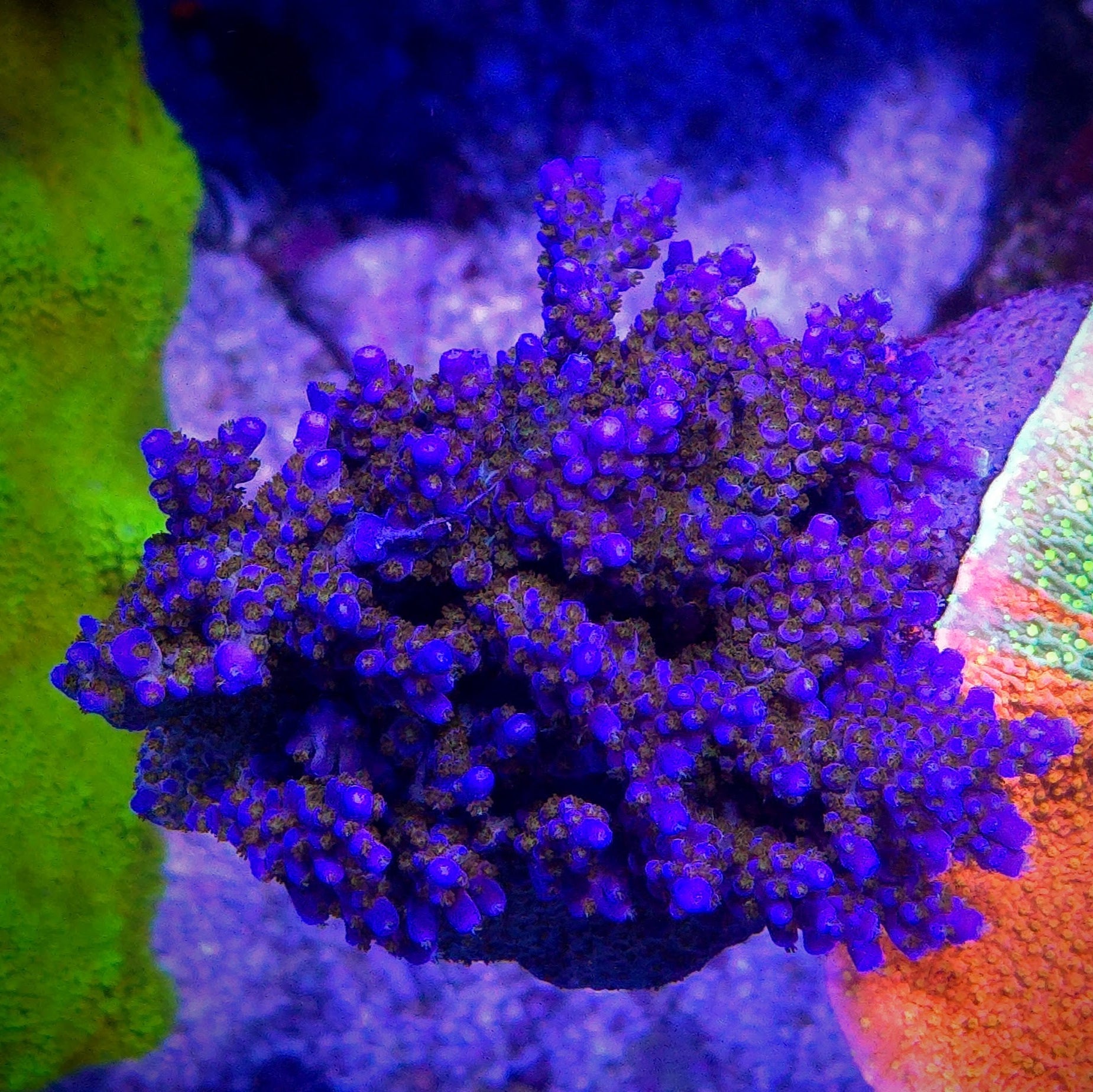 Rt.66 Merlin Staff Acropora