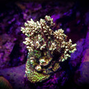 Tyree Pink Lemonade Acropora