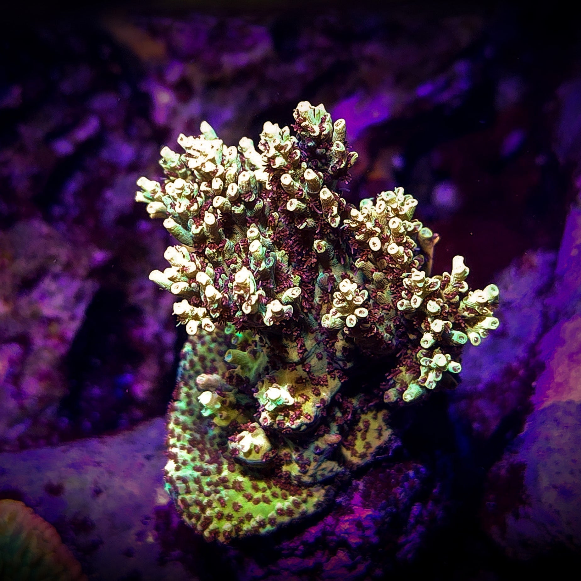 Tyree Pink Lemonade Acropora