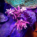 WWC Little Red Ferrari Acropora