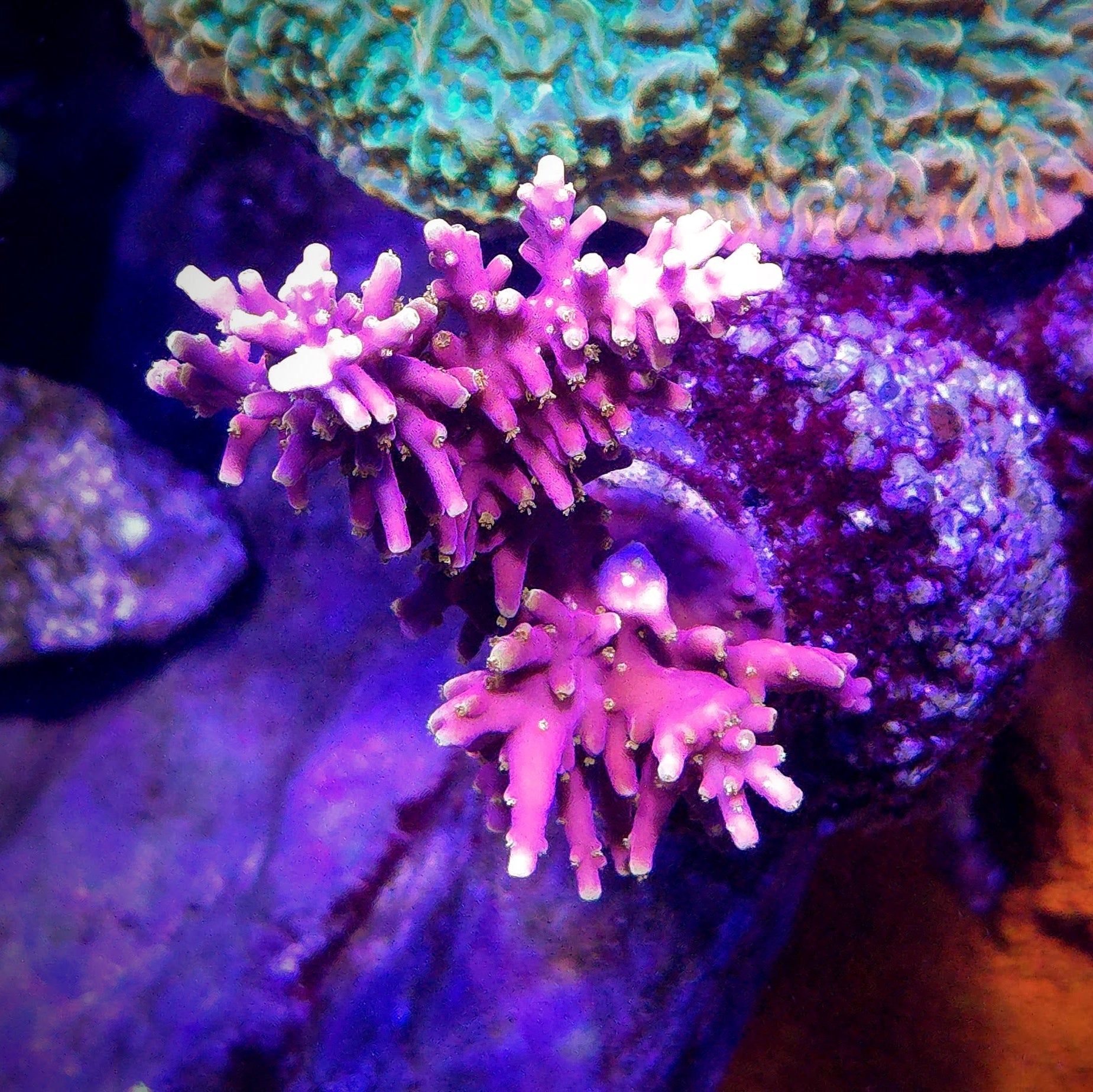 WWC Little Red Ferrari Acropora