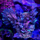 RR CJ's Pinky Acropora