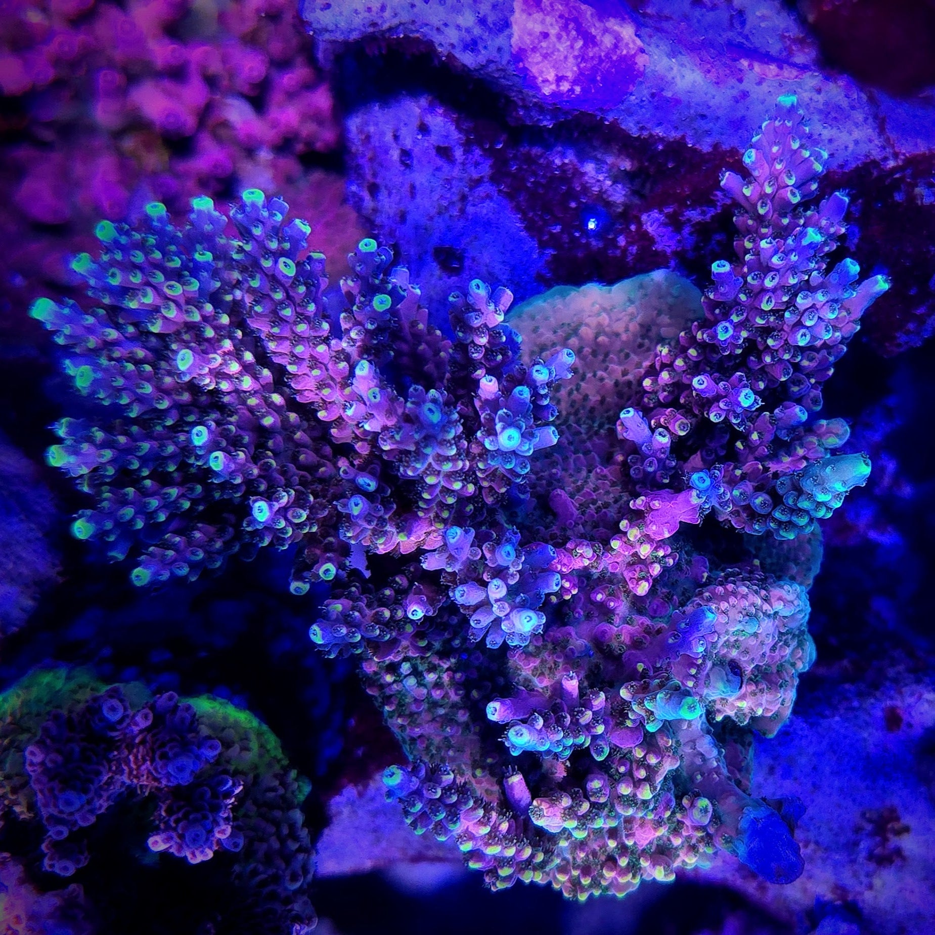 RR CJ's Pinky Acropora