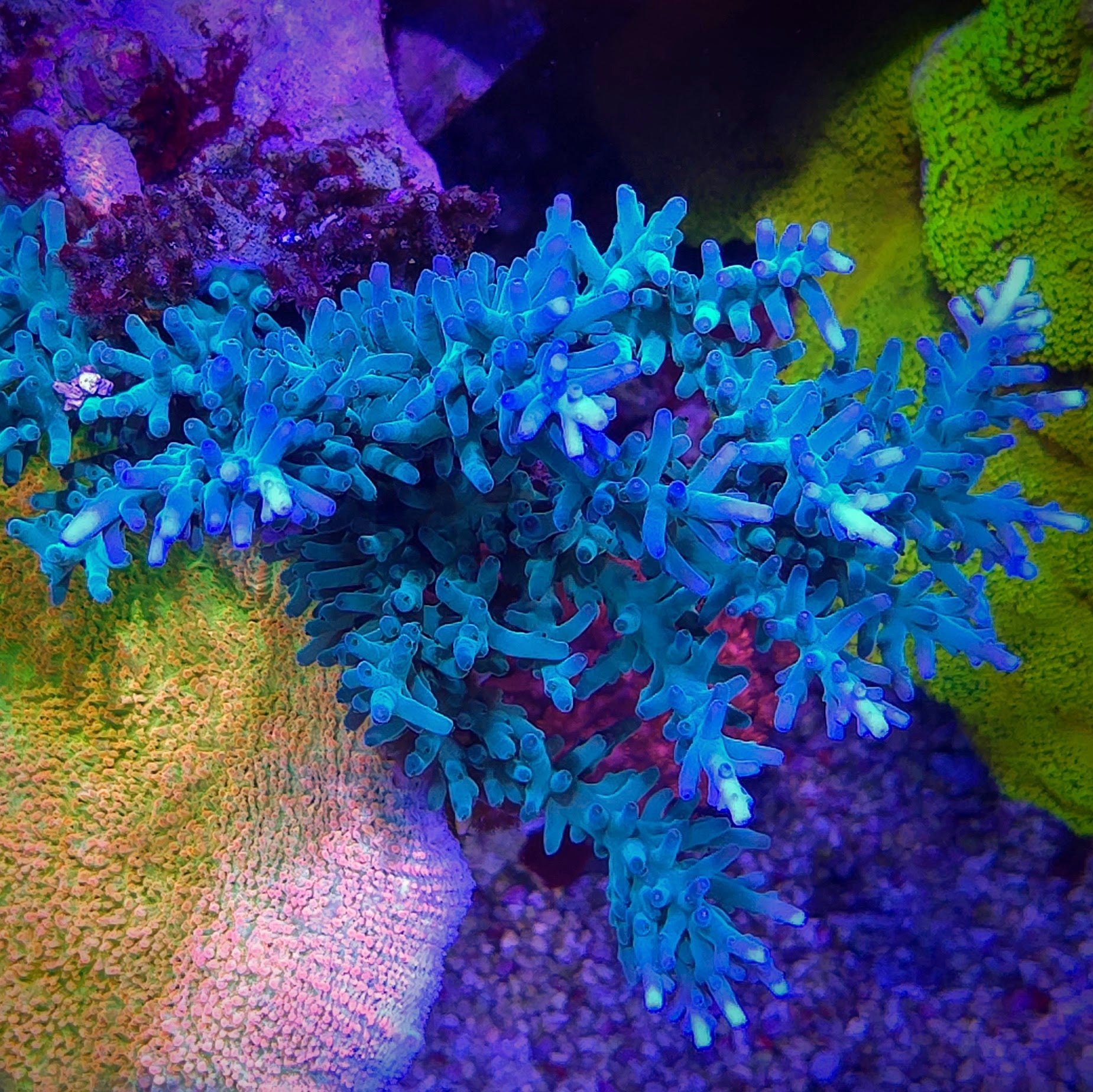 Hawkins Echinata
