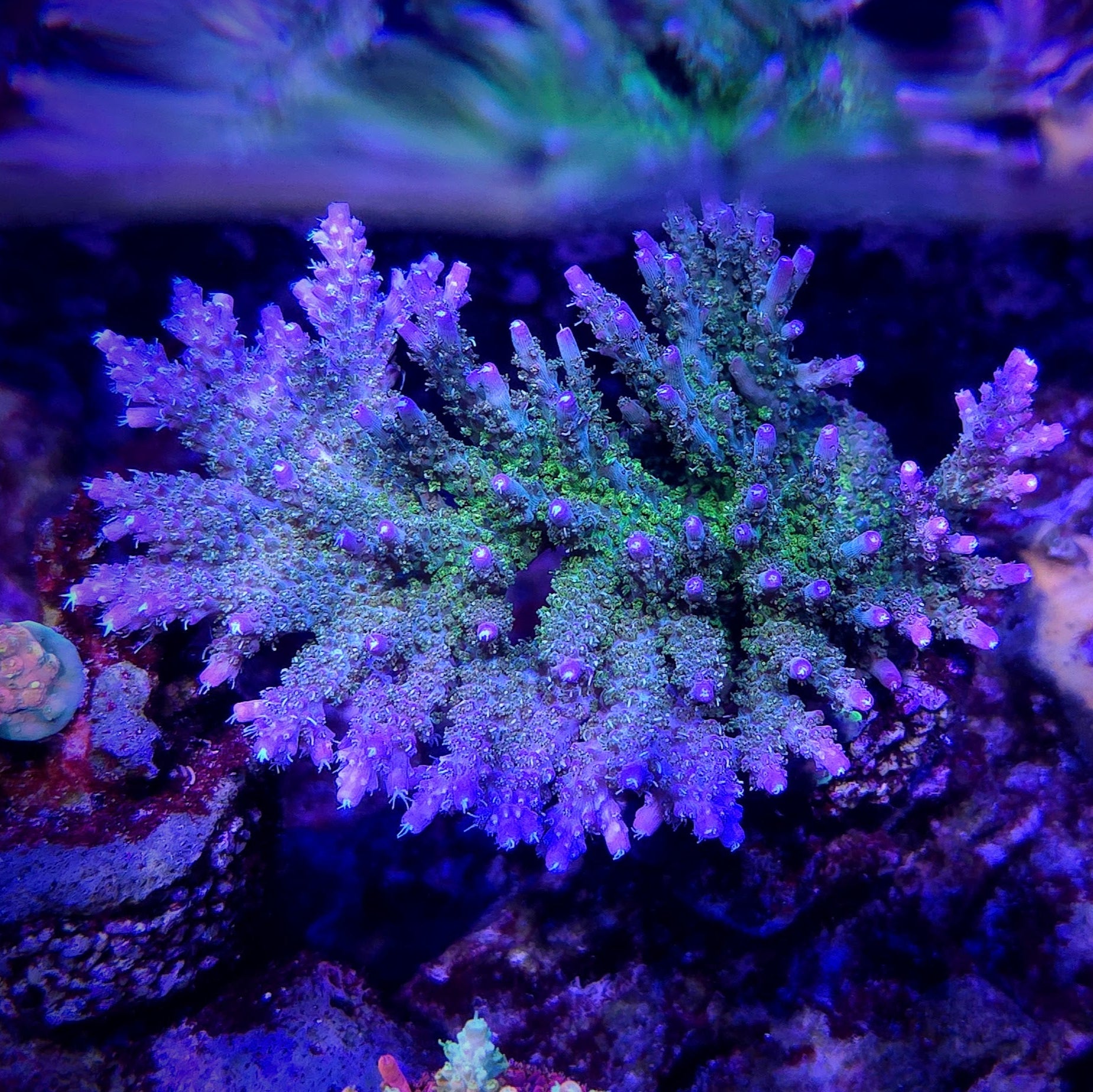 POTO Sidechick Acropora