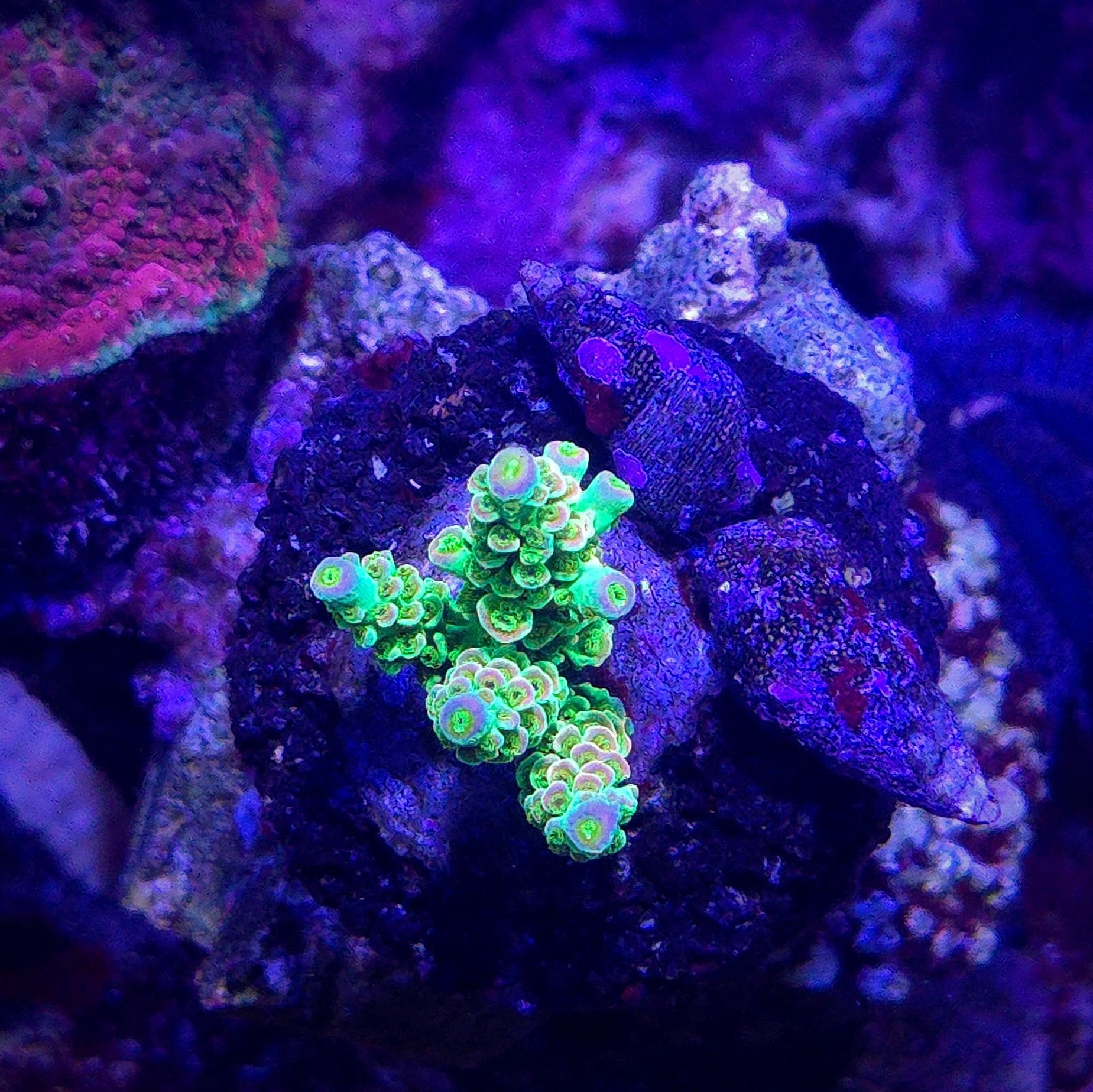JF Homewrecker Acropora