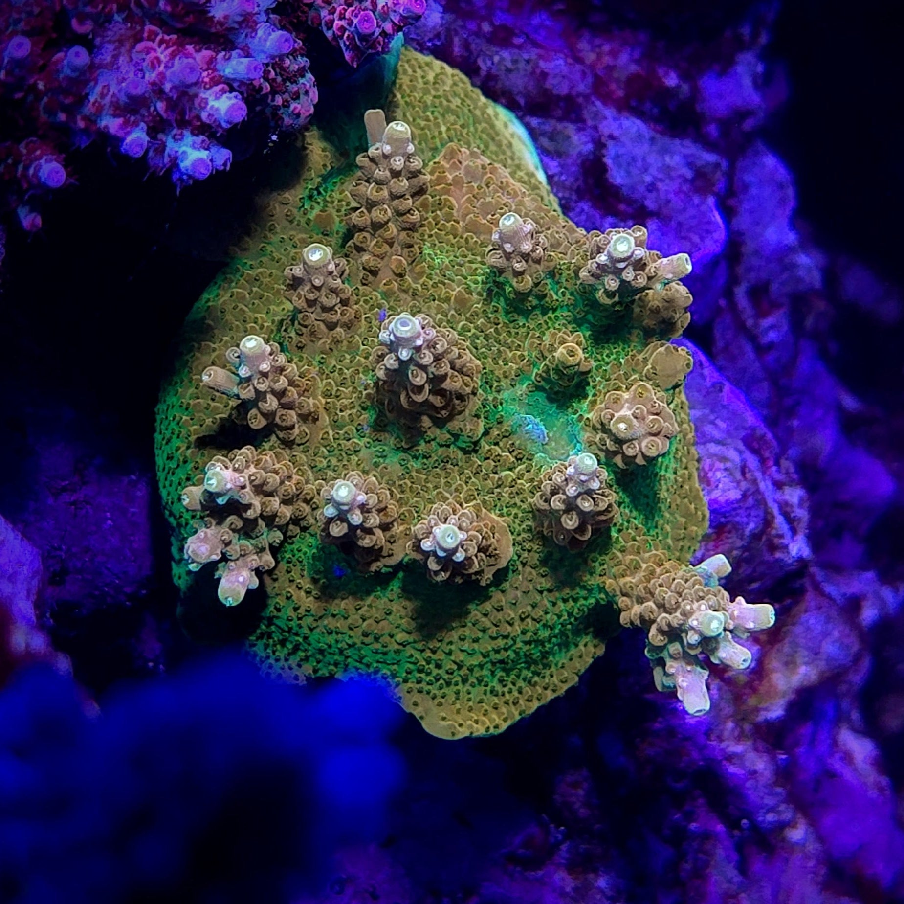 TGC Tropicana Acropora