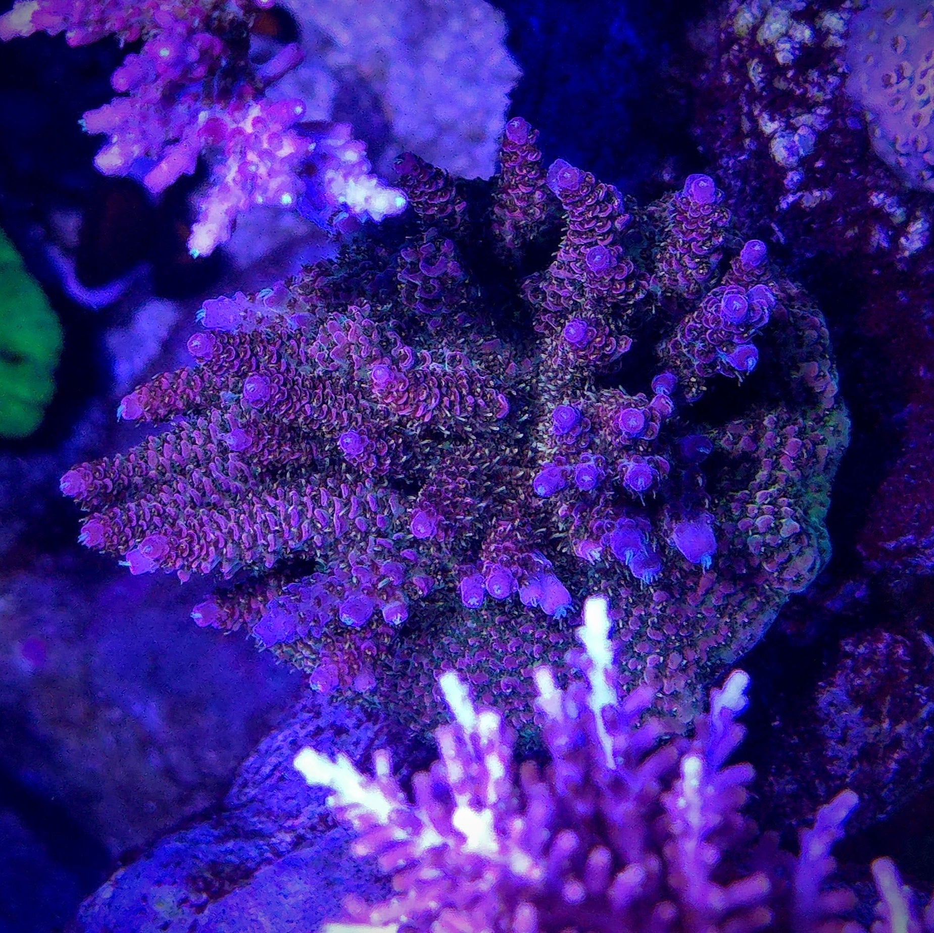 RRC Man of Steel Acropora