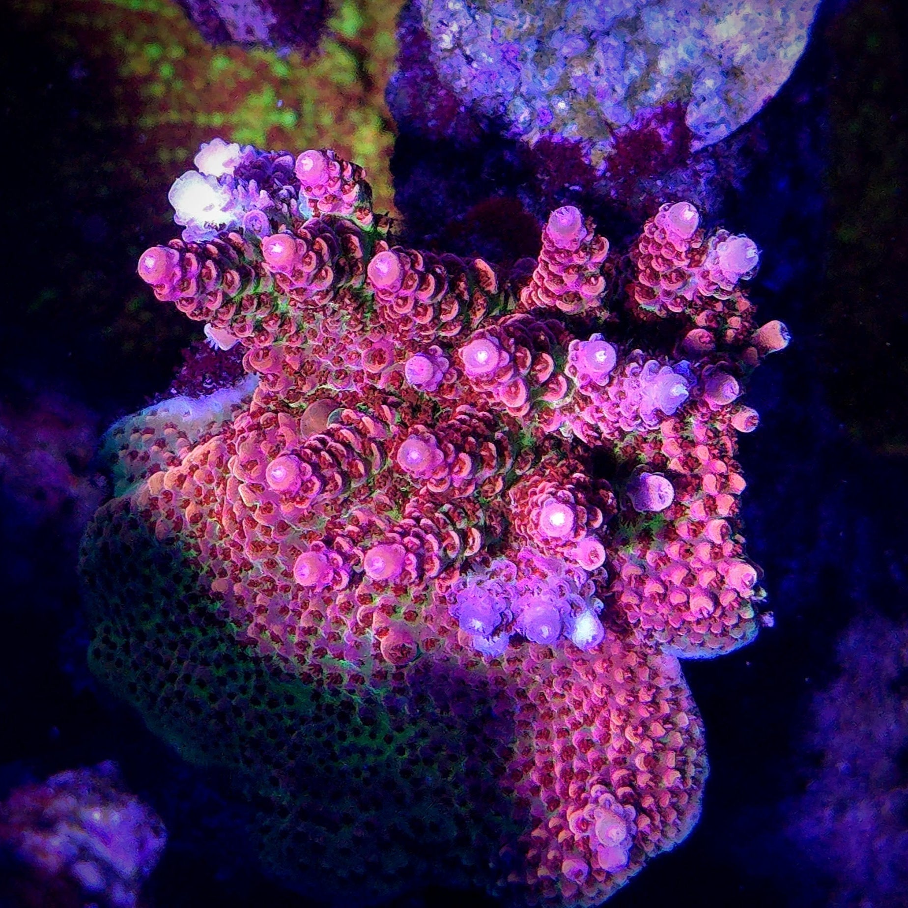 TSA Princess Peach Acropora