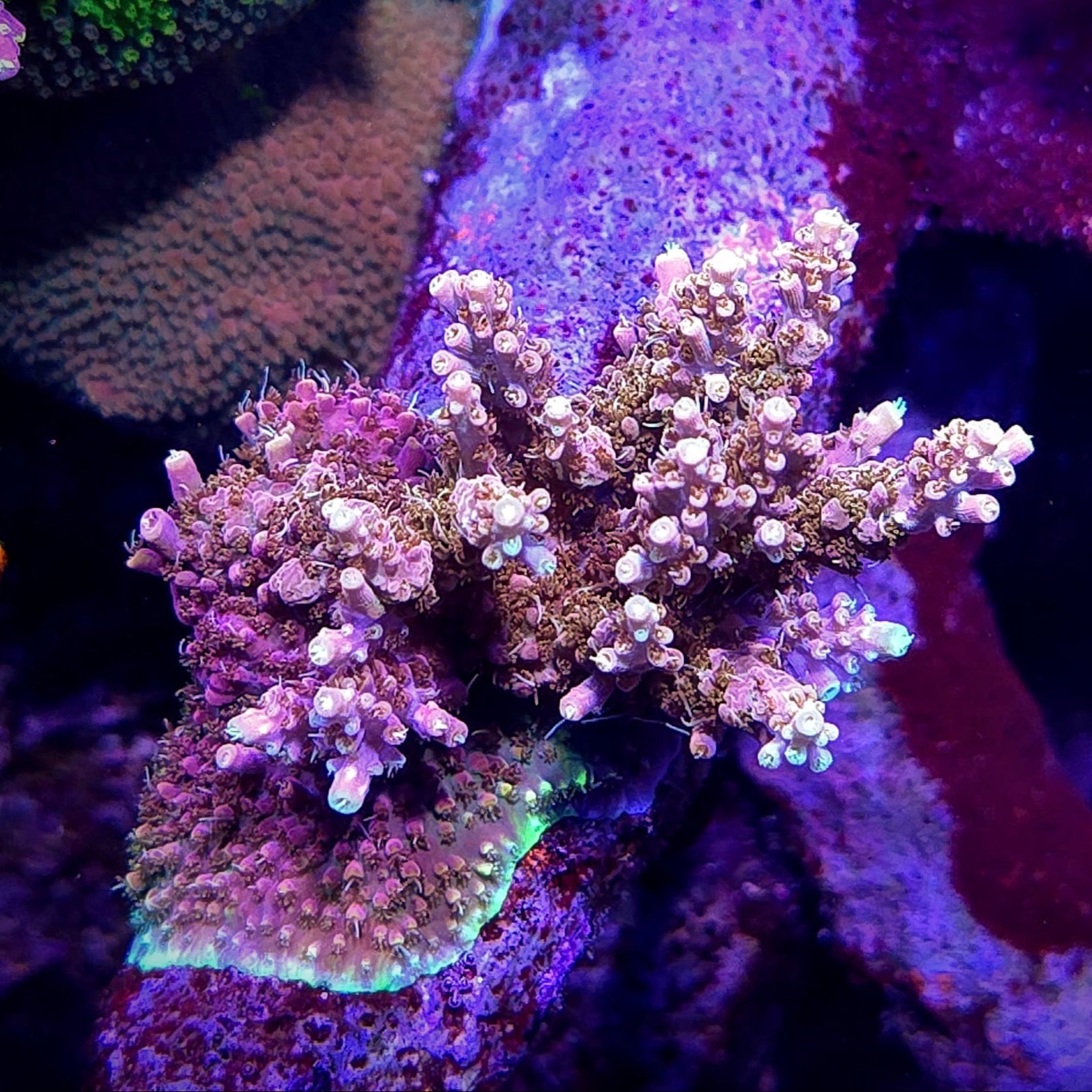POTO Dino Fury Acropora